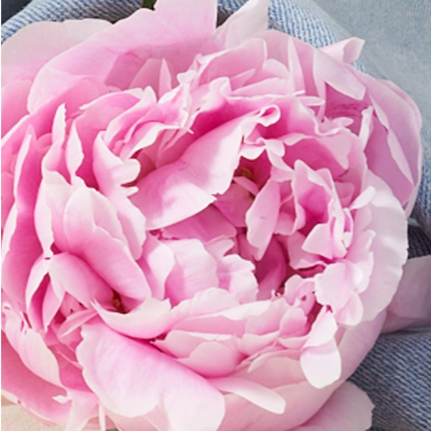 Lucky You Perfume Cítrico Fresco